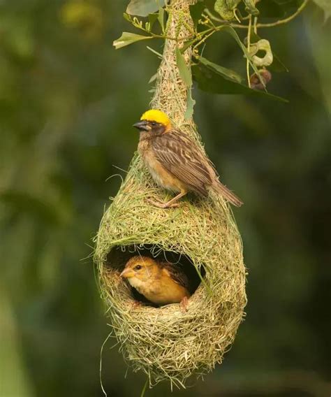 如何讓鳥來築巢|野鳥叫聲好滋擾？家中有野鳥築巢怎麼辦？漁護署教你。